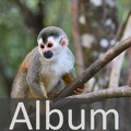 Album Primaten <!--hidden-->